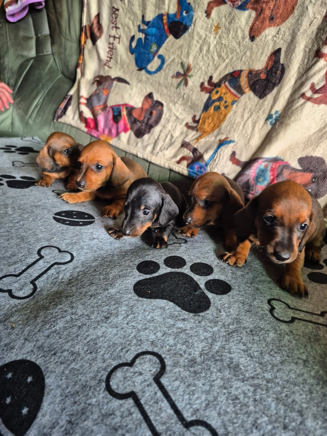 Chiots mâles disponibles