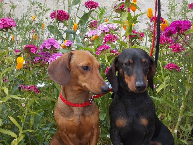 Jerrry et Bouillette nos tiot picards !