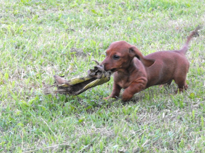 Chiots nés chez nous