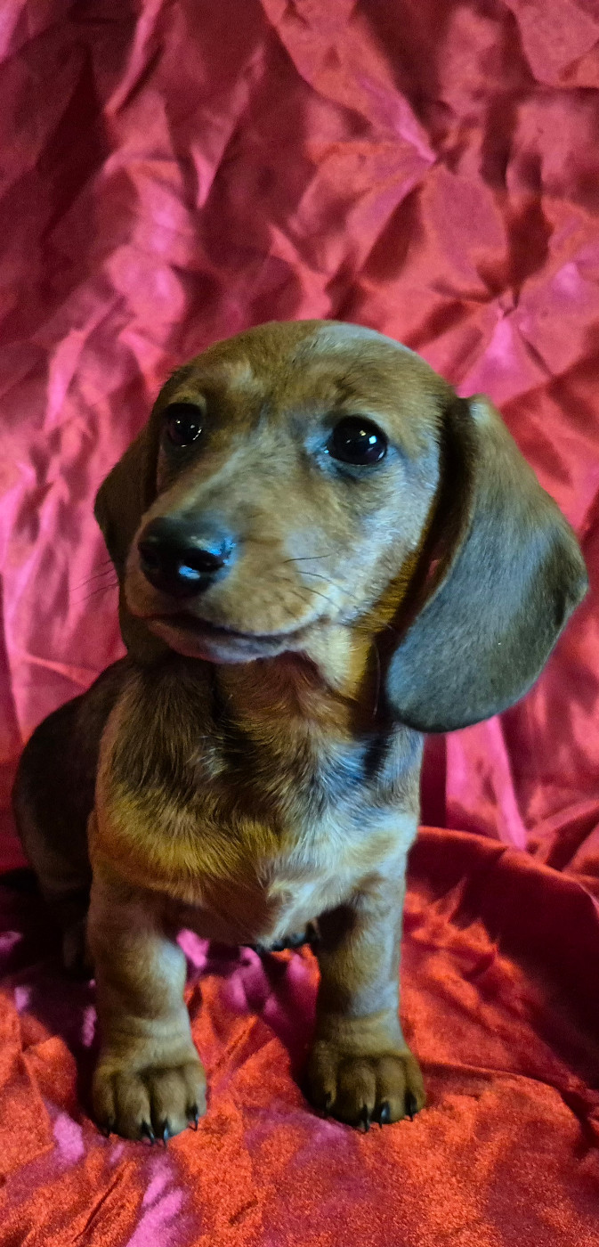 Du sasia - Chiots disponibles - Teckel poil ras