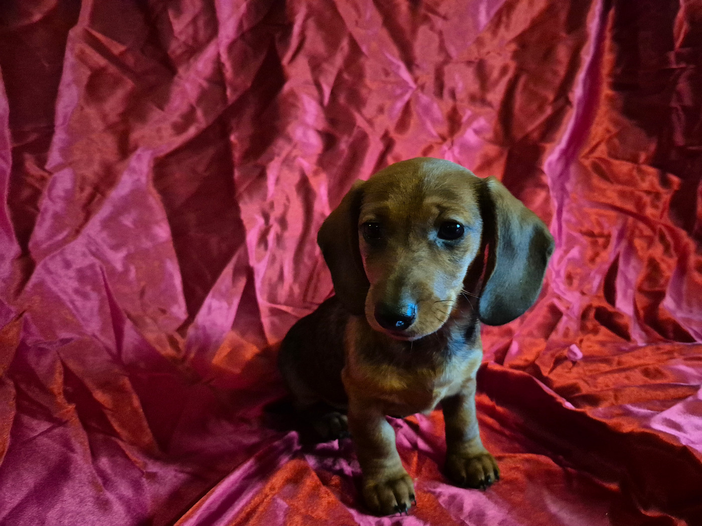 Du sasia - Chiots disponibles - Teckel poil ras