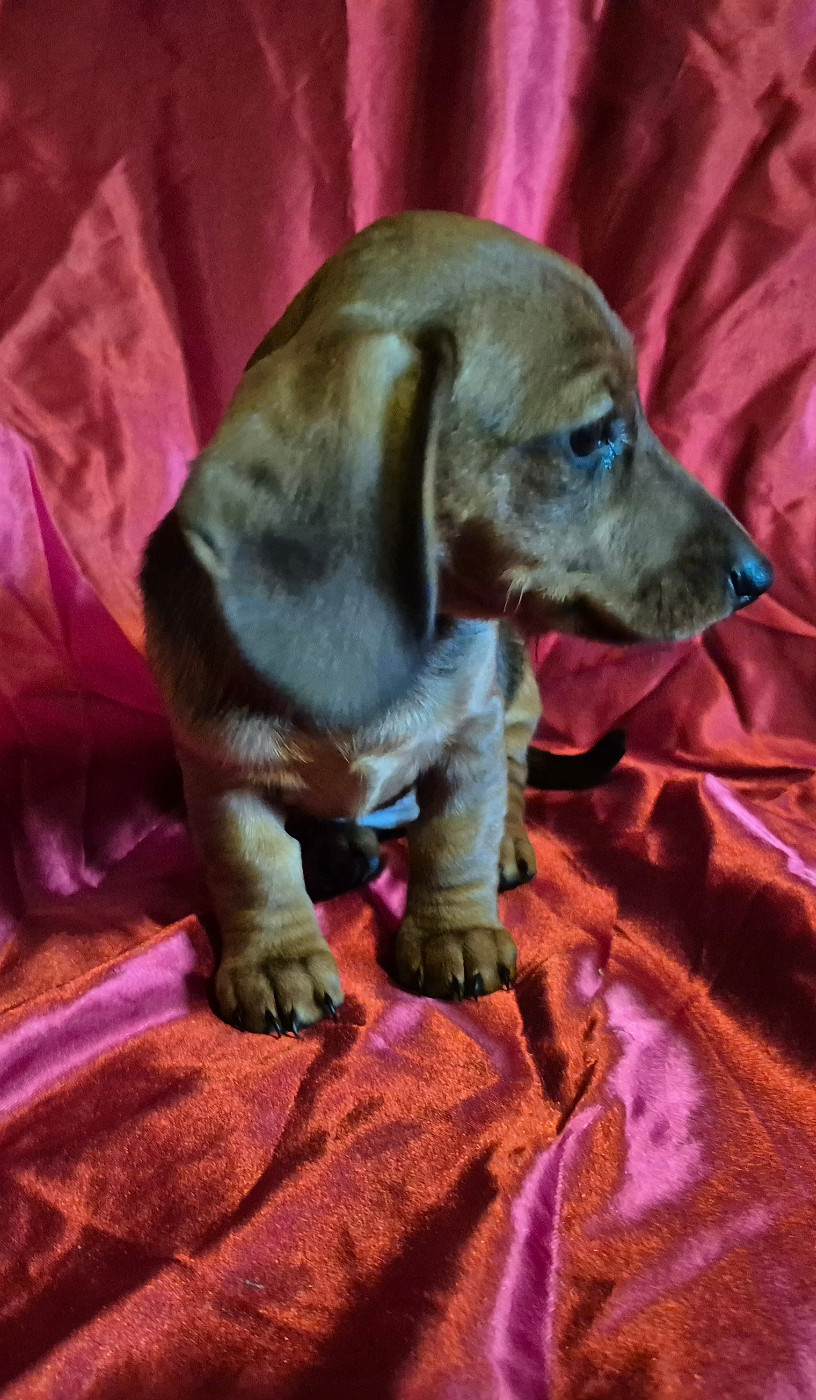 Du sasia - Chiots disponibles - Teckel poil ras