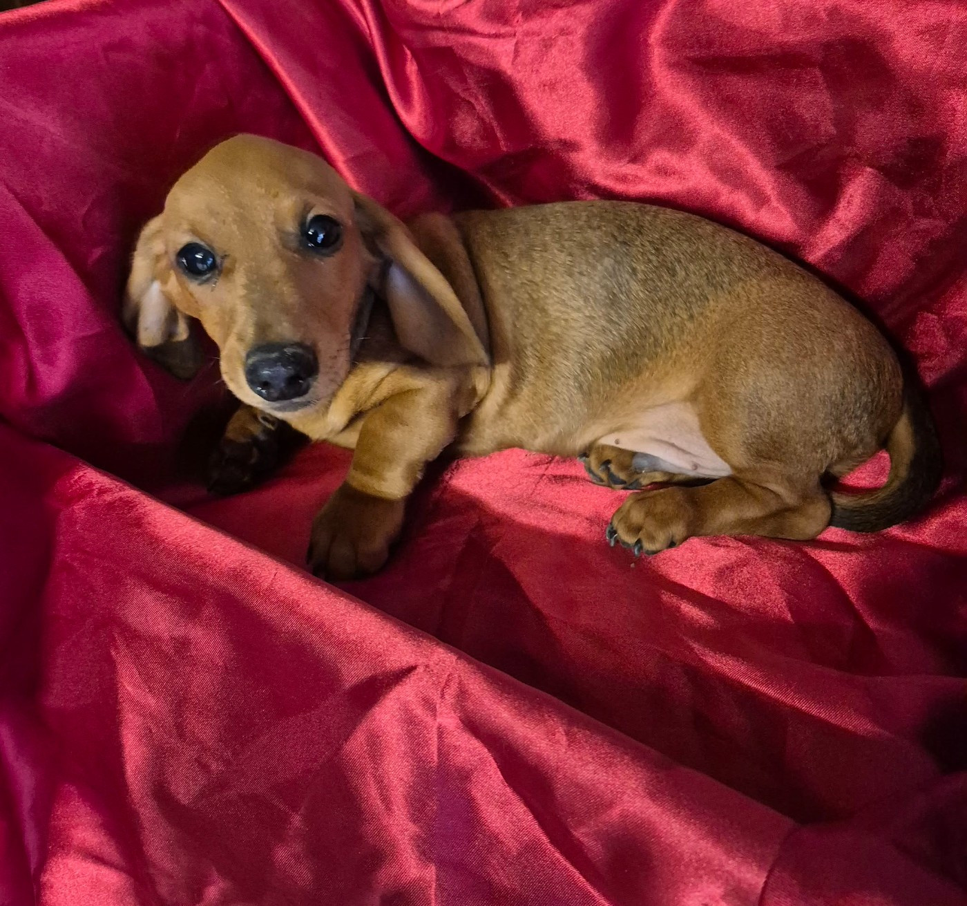 Du sasia - Chiots disponibles - Teckel poil ras