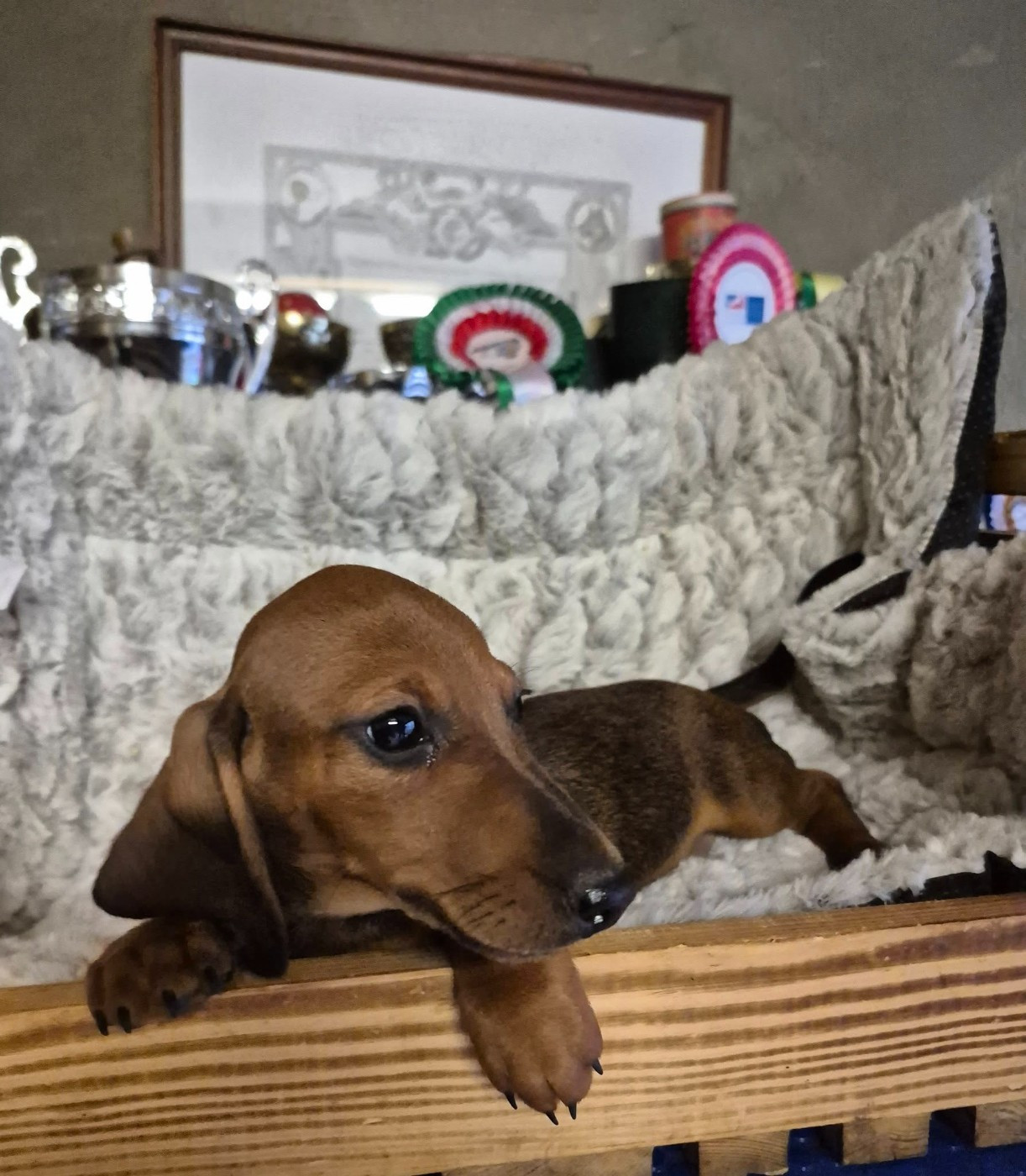 Du sasia - Chiots disponibles - Teckel poil ras