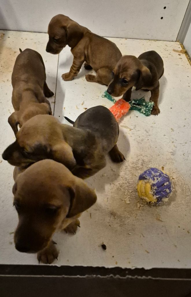 Chiot Teckel poil ras Du sasia