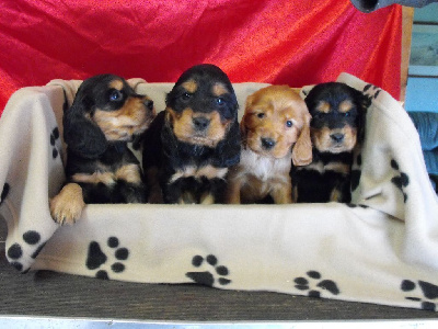 CHIOT 2