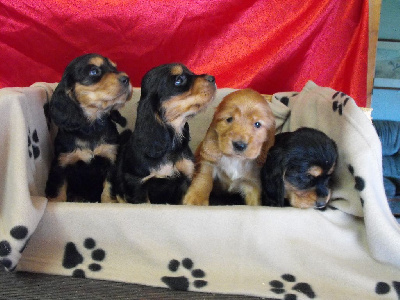 CHIOT 4