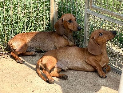 Du sasia - Chiots disponibles - Teckel poil ras