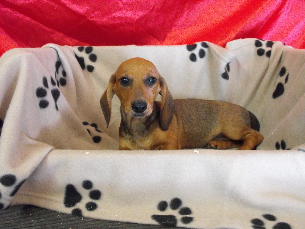 Du sasia - Chiots disponibles - Teckel poil ras